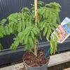 Albicja 'Ombrella' parasolowata, jedwabne drzewo, kwitnące 40-50cm
