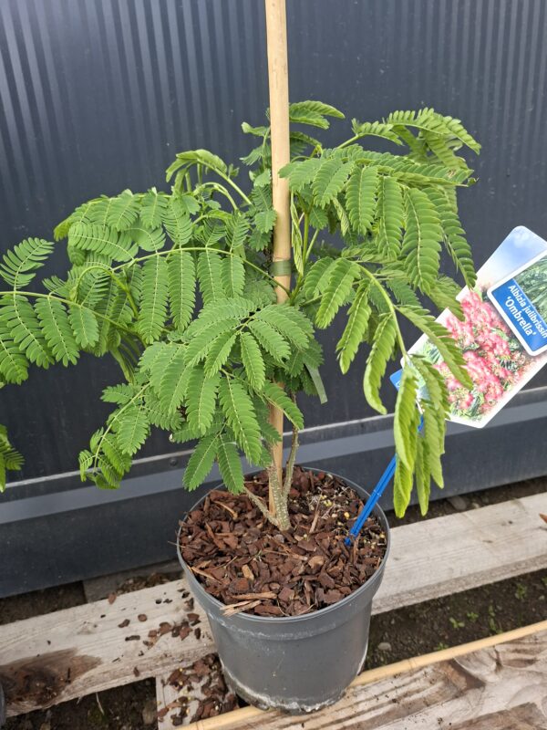 Albicja 'Ombrella' parasolowata, jedwabne drzewo, kwitnące 40-50cm