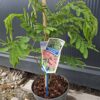 Albicja 'Ombrella' parasolowata, jedwabne drzewo, kwitnące 40-50cm