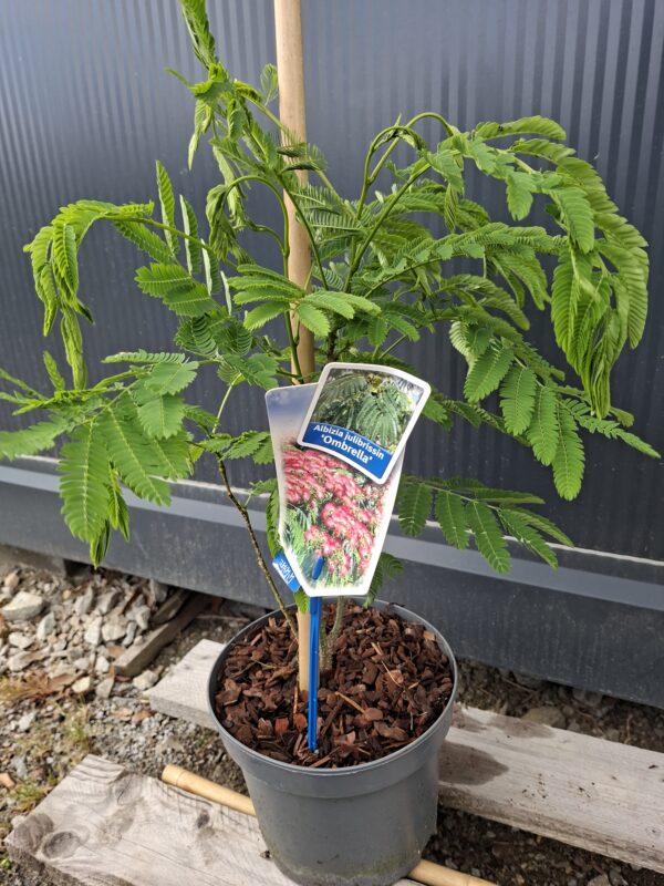 Albicja 'Ombrella' parasolowata, jedwabne drzewo, kwitnące 40-50cm