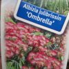 Albicja 'Ombrella' parasolowata, jedwabne drzewo, kwitnące 40-50cm