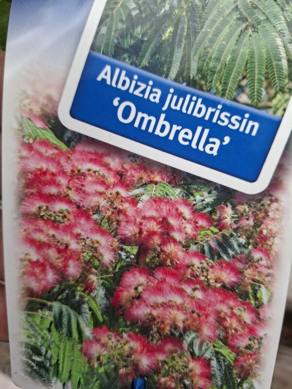 Albicja 'Ombrella' parasolowata, jedwabne drzewo, kwitnące 40-50cm