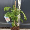 Albicja 'Ombrella' parasolowata, jedwabne drzewo, kwitnące 40-50cm