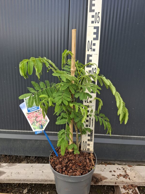 Albicja 'Ombrella' parasolowata, jedwabne drzewo, kwitnące 40-50cm