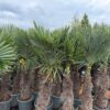 Palma Trachycarpus Fortunei, ogród,donica, egzotyk, 160-180cm