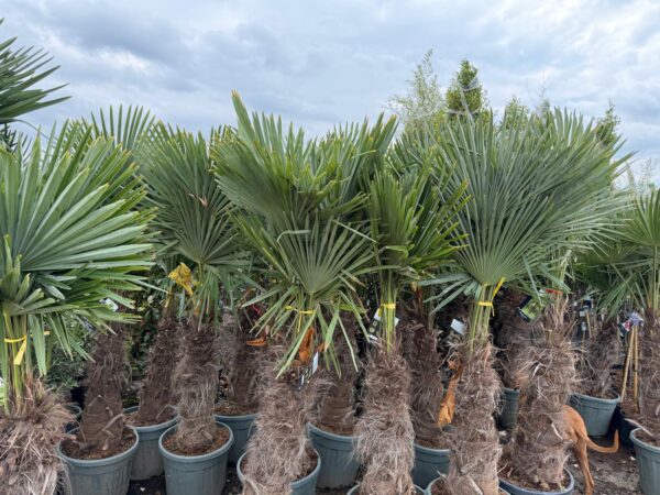 Palma Trachycarpus Fortunei, ogród,donica, egzotyk, 160-180cm
