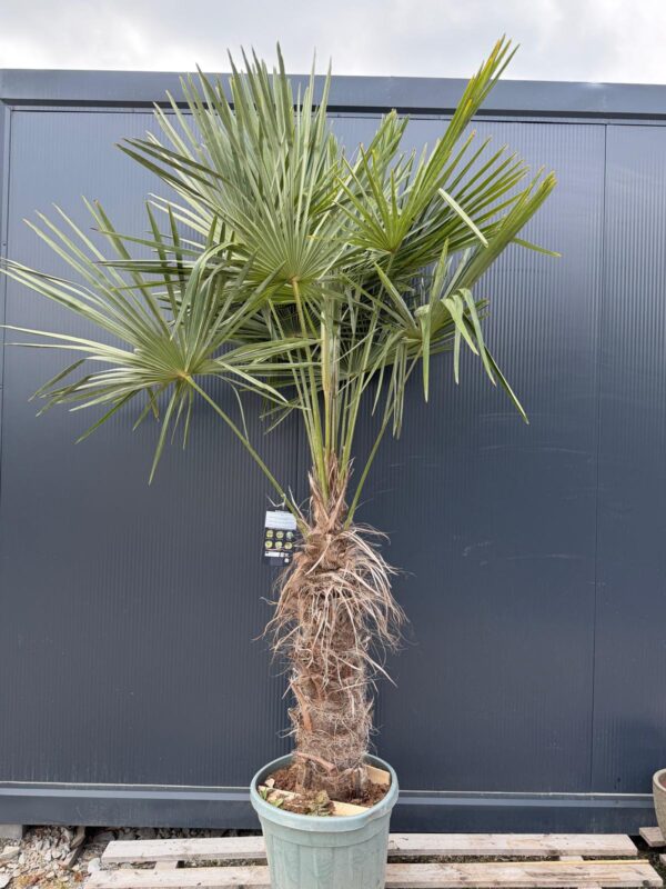 Palma Trachycarpus Fortunei, ogród,donica, egzotyk, 160-180cm