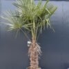 Palma Trachycarpus Fortunei, ogród,donica, egzotyk, 160-180cm