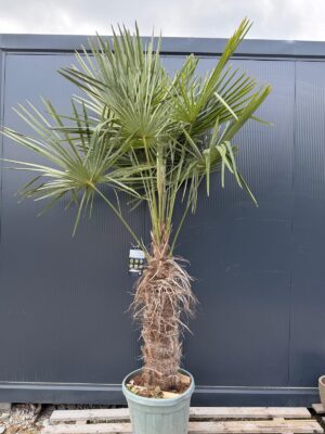 Palma Trachycarpus Fortunei, ogród,donica, egzotyk, 160-180cm