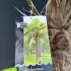 Palma Trachycarpus Fortunei, ogród,donica, egzotyk, 160-180cm