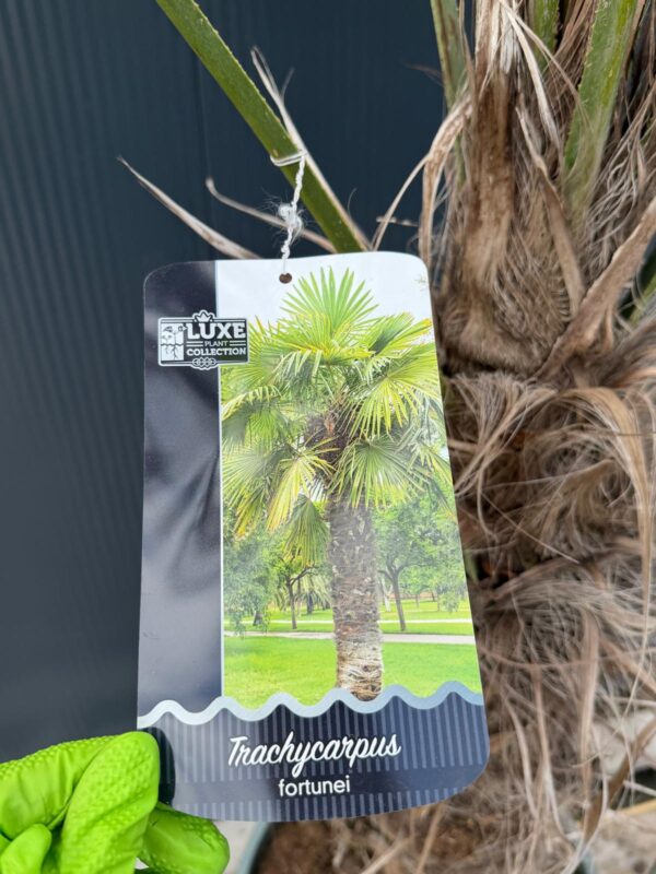 Palma Trachycarpus Fortunei, ogród,donica, egzotyk, 160-180cm