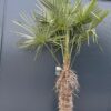 Palma Trachycarpus Fortunei, ogród,donica, egzotyk, 160-180cm