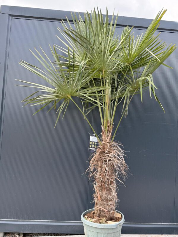 Palma Trachycarpus Fortunei, ogród,donica, egzotyk, 160-180cm