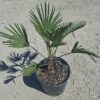 wag Palma Trachycarpus Wagnerianus, palma, egzotyk, ogród, donica 50-60CM