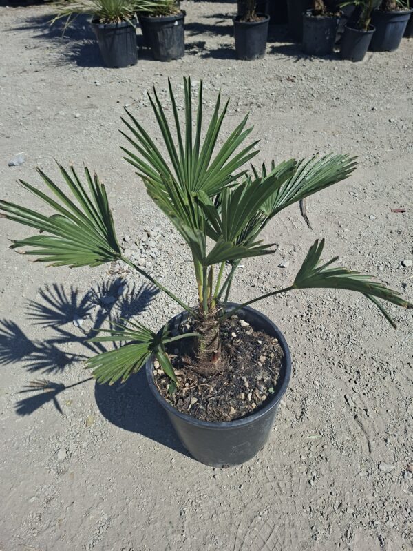 wag Palma Trachycarpus Wagnerianus, palma, egzotyk, ogród, donica 50-60CM