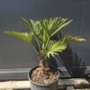 wag1 Palma Trachycarpus Wagnerianus, palma, egzotyk, ogród, donica 50-60CM