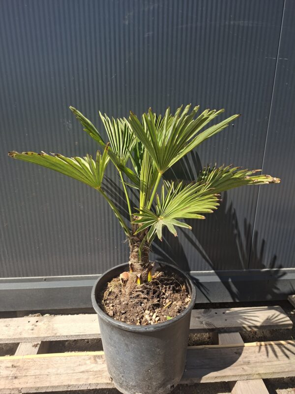 wag1 Palma Trachycarpus Wagnerianus, palma, egzotyk, ogród, donica 50-60CM