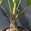 wag2 Palma Trachycarpus Wagnerianus, palma, egzotyk, ogród, donica 50-60CM