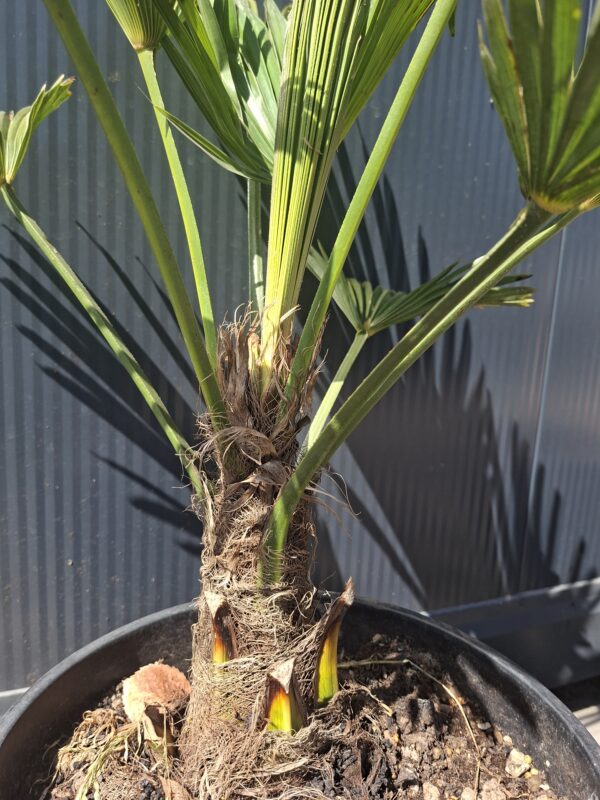 wag2 Palma Trachycarpus Wagnerianus, palma, egzotyk, ogród, donica 50-60CM