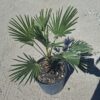 wag3 Palma Trachycarpus Wagnerianus, palma, egzotyk, ogród, donica 50-60CM