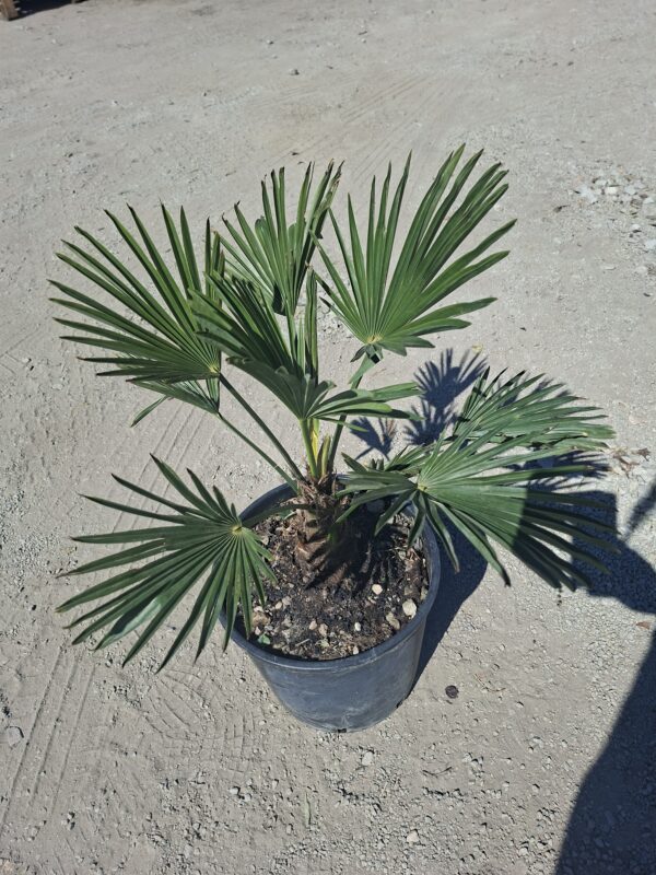 wag3 Palma Trachycarpus Wagnerianus, palma, egzotyk, ogród, donica 50-60CM