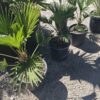 wag4 Palma Trachycarpus Wagnerianus, palma, egzotyk, ogród, donica 50-60CM
