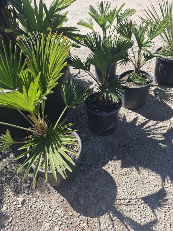 wag4 Palma Trachycarpus Wagnerianus, palma, egzotyk, ogród, donica 50-60CM