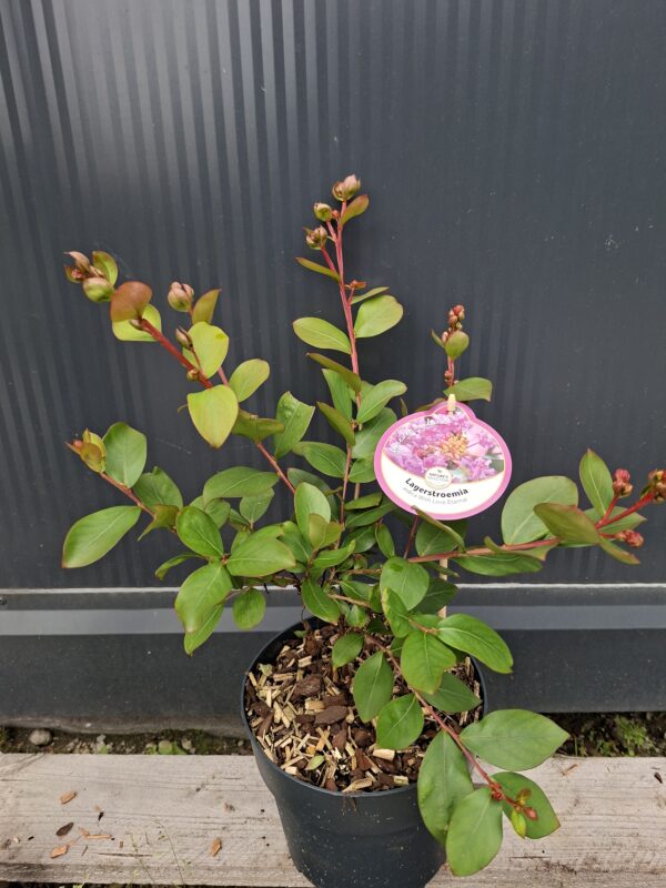 Lagerstroemia  'With Love Eternal' kompaktowa,karłowa,donica,ogród c2