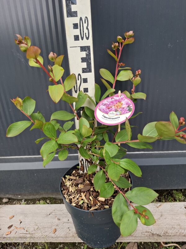 Lagerstroemia  'With Love Eternal' kompaktowa,karłowa,donica,ogród c2
