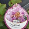 Lagerstroemia  'With Love Eternal' kompaktowa,karłowa,donica,ogród c2
