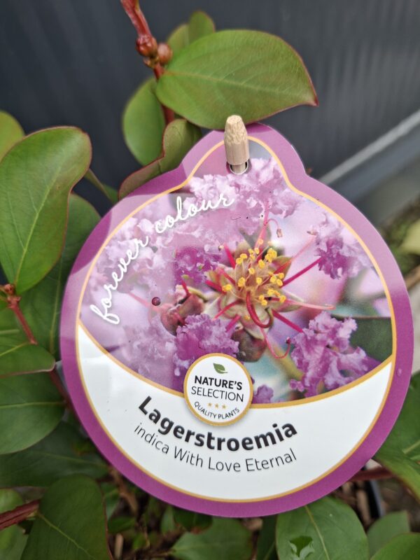 Lagerstroemia  'With Love Eternal' kompaktowa,karłowa,donica,ogród c2