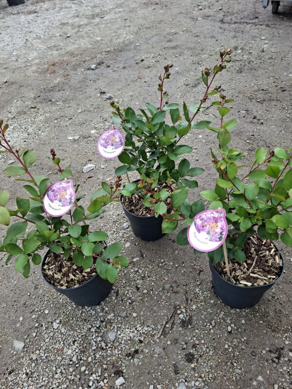 Lagerstroemia  'With Love Eternal' kompaktowa,karłowa,donica,ogród c2