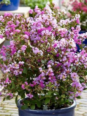 Lagerstroemia  'With Love Eternal' kompaktowa,karłowa,donica,ogród c2