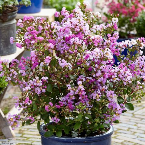 Lagerstroemia  'With Love Eternal' kompaktowa,karłowa,donica,ogród c2