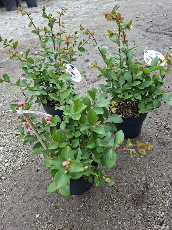 Lagerstroemia  'With Love Babe' karłowa, bez południa, ogród, donica c2