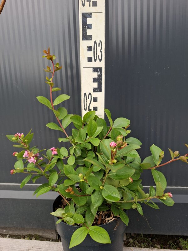 Lagerstroemia  'With Love Babe' karłowa, bez południa, ogród, donica c2