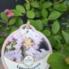 Lagerstroemia  'With Love Babe' karłowa, bez południa, ogród, donica c2