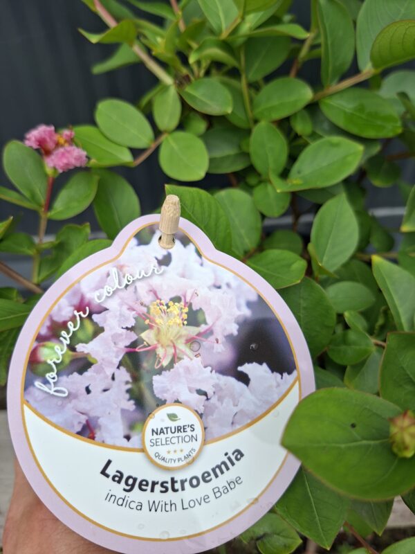 Lagerstroemia  'With Love Babe' karłowa, bez południa, ogród, donica c2