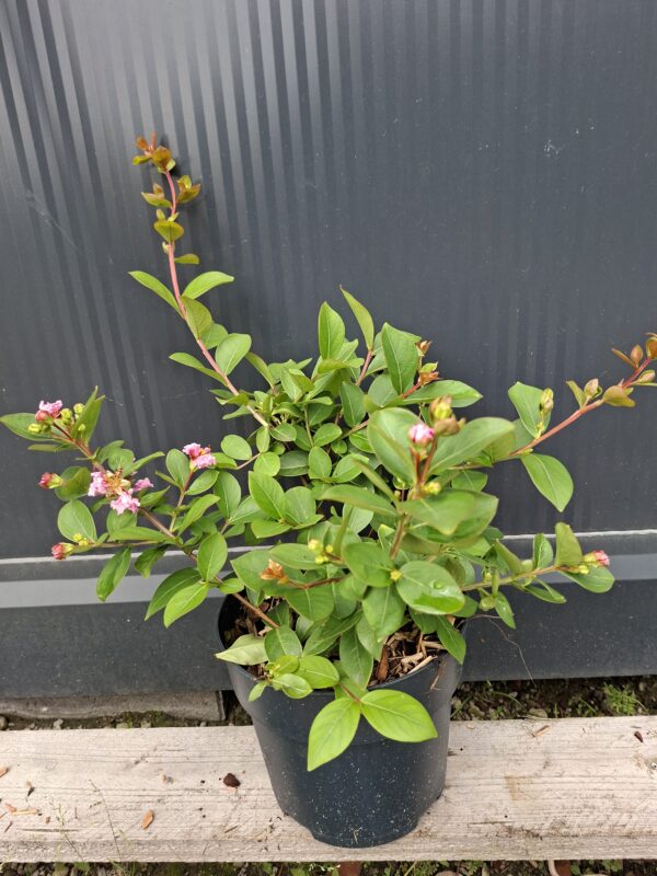 Lagerstroemia  'With Love Babe' karłowa, bez południa, ogród, donica c2