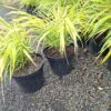 Trawa bambusowa, Hakonechloa  'All Gold' niska, do cienia c3