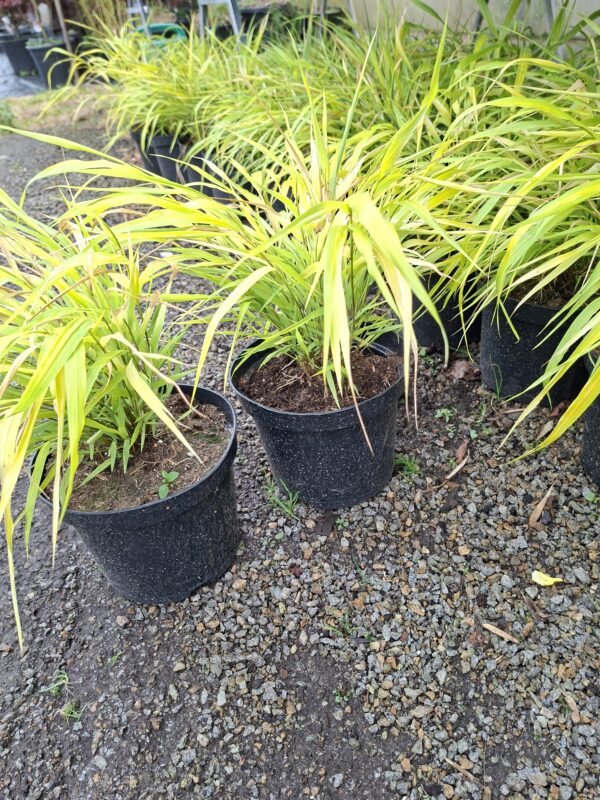 Trawa bambusowa, Hakonechloa  'All Gold' niska, do cienia c3