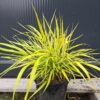 Trawa bambusowa, Hakonechloa  'All Gold' niska, do cienia c3