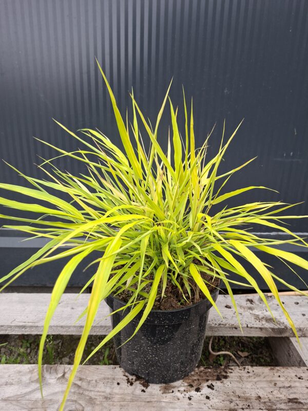 Trawa bambusowa, Hakonechloa  'All Gold' niska, do cienia c3