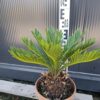 Cykas Revoluta Sagowiec donica, taras, egzotyk, ogród zimowy ok 30cm