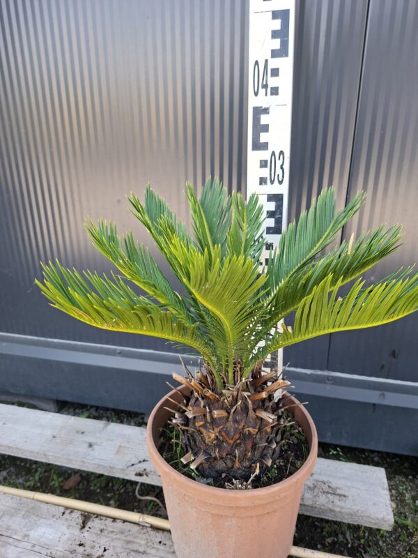 Cykas Revoluta Sagowiec donica, taras, egzotyk, ogród zimowy ok 30cm
