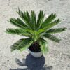 Cykas Revoluta Sagowiec  donica, taras, egzotyk, ogród zimowy 40-45cm