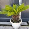Cykas Revoluta Sagowiec  donica, taras, egzotyk, ogród zimowy 40-45cm
