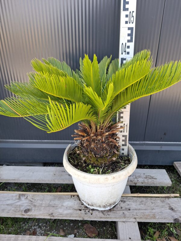 Cykas Revoluta Sagowiec  donica, taras, egzotyk, ogród zimowy 40-45cm
