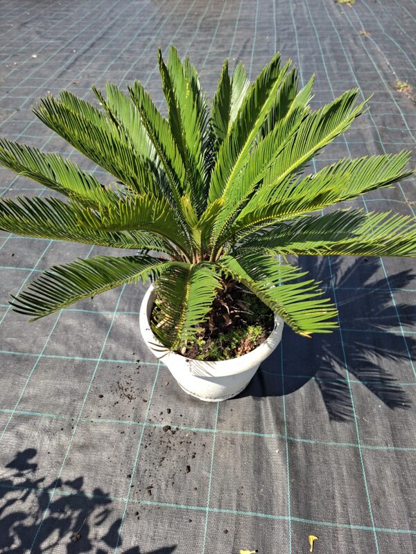 Cykas Revoluta Sagowiec  donica, taras, egzotyk, ogród zimowy 40-45cm