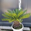Cykas Revoluta Sagowiec  donica, taras, egzotyk, ogród zimowy 40-45cm